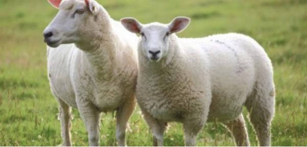 כבשים הכי זול שיש