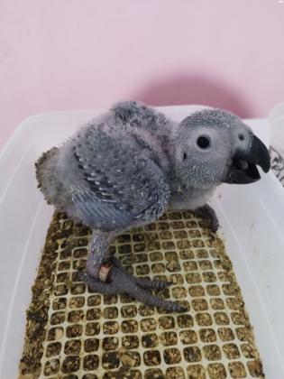 למכירה גוזלי גאקו גמבו ענקיים