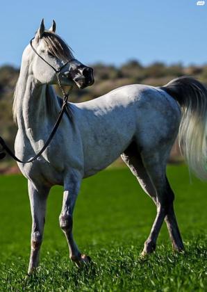 סוס ערבי מצרי ,הבן של