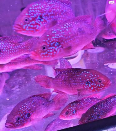 תכשיט גמבו גדולים יש זכרים