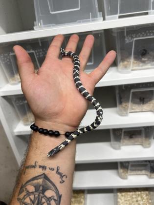 קינג ביבי מדהים למכירה ניתן