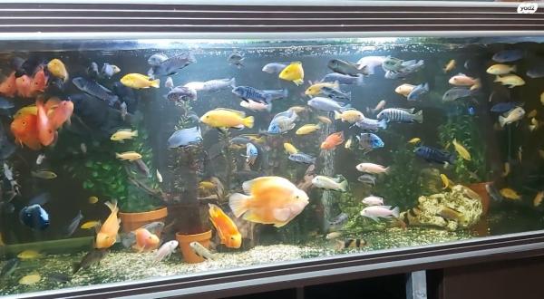 עקב מעבר דירה וחוסר מקום