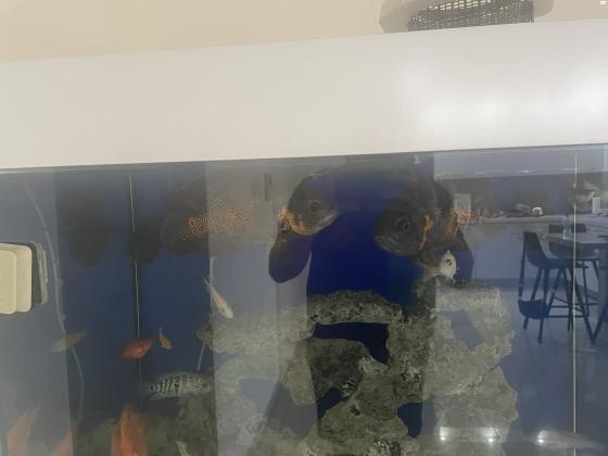 זוג אוסקרים ענקיים מסתדרים עם