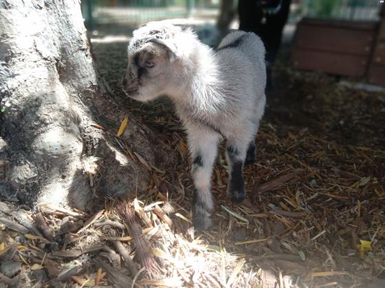 עז ננסי בן 6 שבועותמדהים