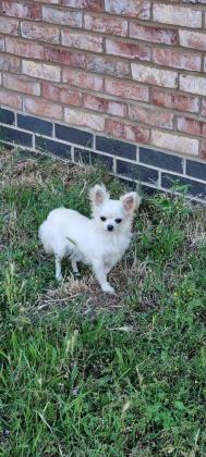 למכירה צ'יוואווה פרווה ארוכהמאוד קטנים