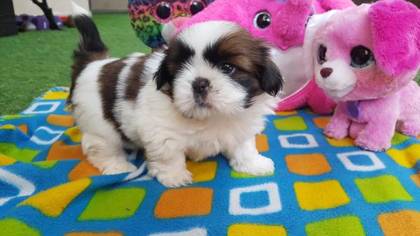 גורי שיצו ברמה הכי גבוהה