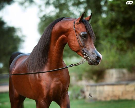 סייח עם תעודות הבן של