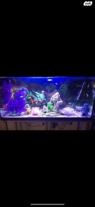 אקווריום במצב מעולה נמכר עקב