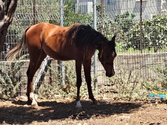 סייח מיוחד עם תעודת הרבעה