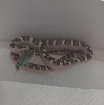 בייבי כרכנים שחורים במופע ליקריץWhite