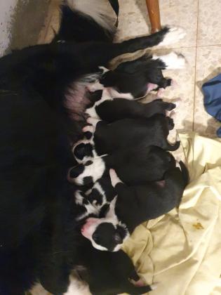 שגר מושלם שהגיע לעולםהאבא מתועד