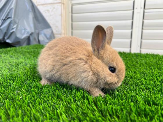 למכירה גורי ארנבים ננסים חמודים