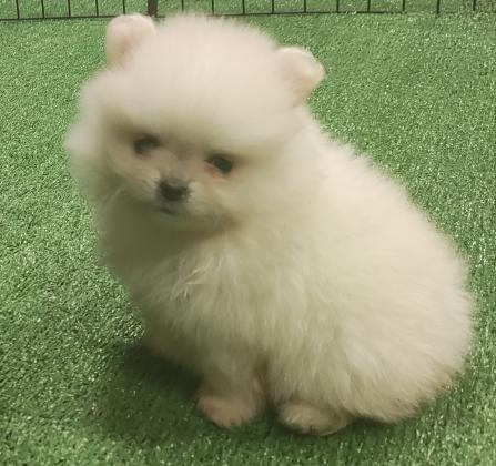 גורי פומרניאן טדי בר אף