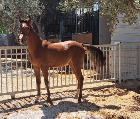 סייח מיוחד עם תעודת הרבעה