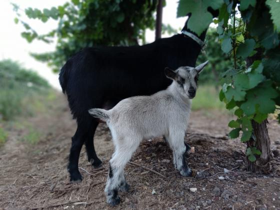 עז ננסי בן 6 שבועותמדהים