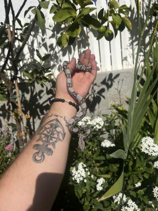 בואה אימפורטור ביבי יפיוף ניתן