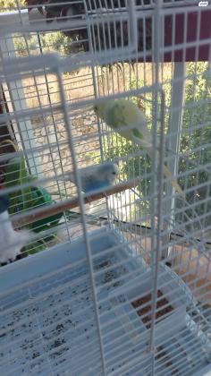 למכירה כלוב גדול על גלגלים עם 2 תוכונים