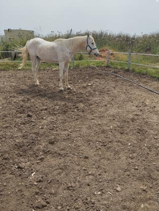 סוס זכר מסורס שקט רגוע