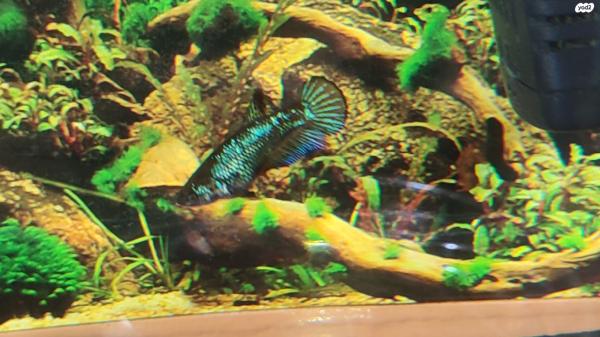 דג קרב נקבות ,מבחר צבעים