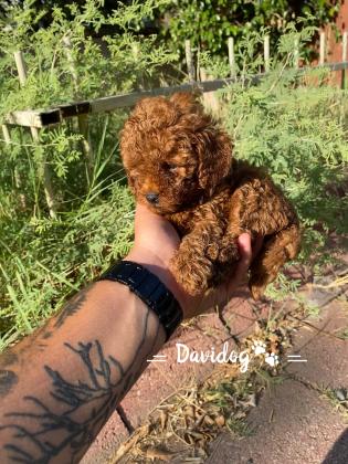 גור פודל טוי טיקאפ קטן