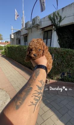 גור פודל טוי טיקאפ קטן