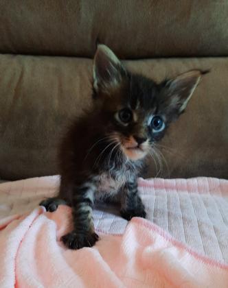 גורי חתולי מיקון גזעים