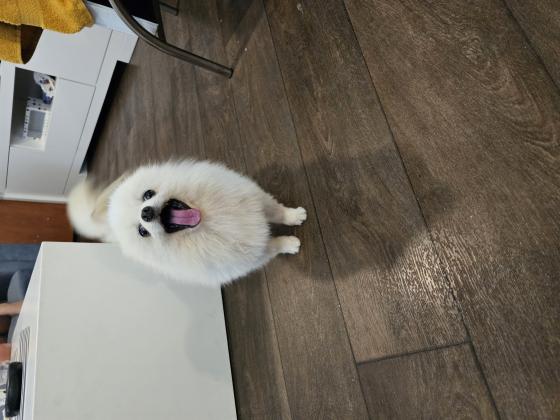 למכירה זכר פומרניין דובי ננסי