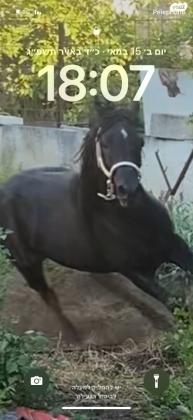 מצרי מלא ברמהה גבווה ביותר