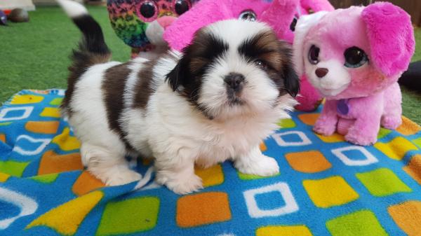 גורי שיצו ברמה הכי גבוהה