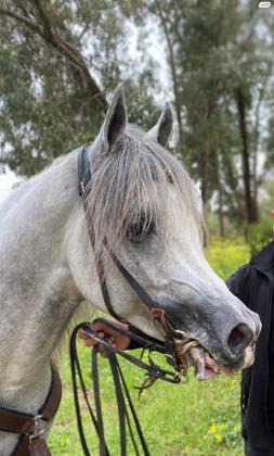 סוס ערבי מצרי ,הבן של