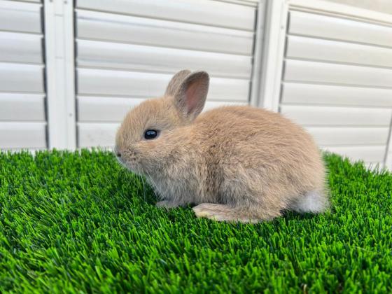 למכירה גורי ארנבים ננסים חמודים