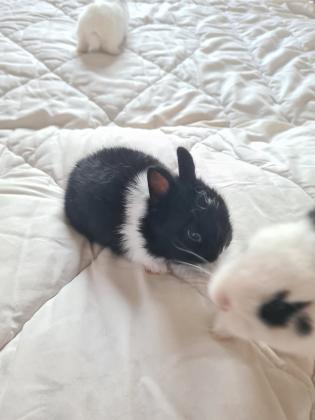 ארנבים ננסיים הולנדיים מסוג קטן