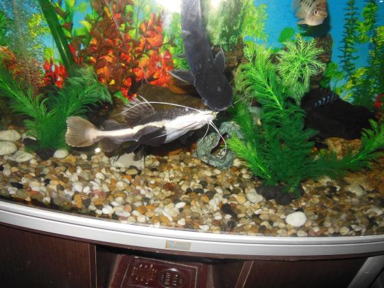 דג חתול זנב אדום גדול