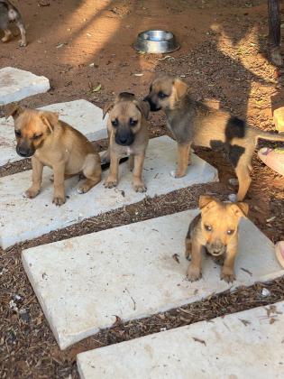 גורים למסירה מאמא ג׳ק רוסיל