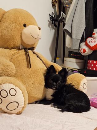 כלב מהמם בעל אופי מושלםהגיע