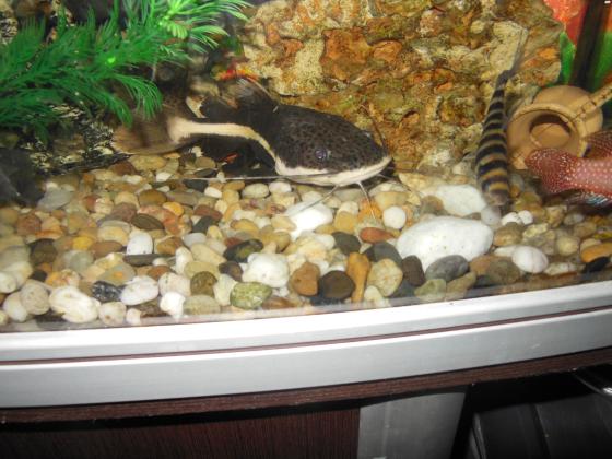 דג חתול זנב אדום גדול