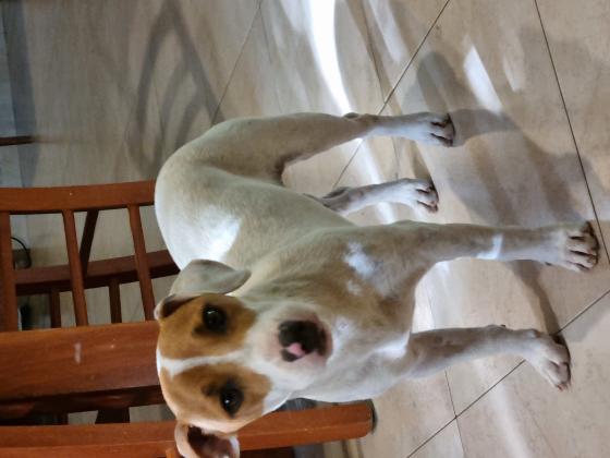 כלב מתוק וחכם, מעולה עם ילדים