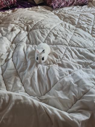 ארנבים ננסיים הולנדיים מסוג קטן