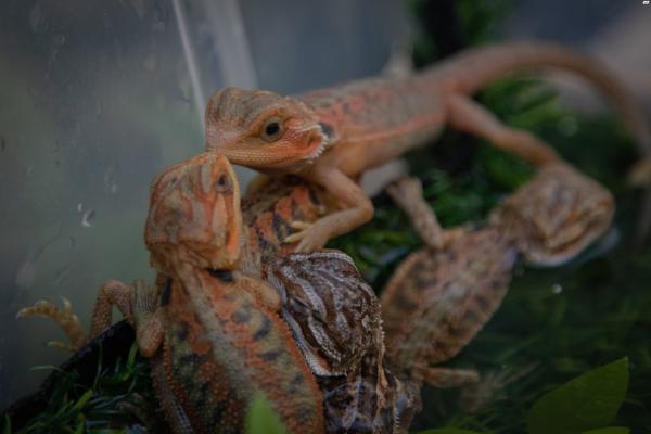 חרדונים במבחר מופעים, מתוקים מאוד,