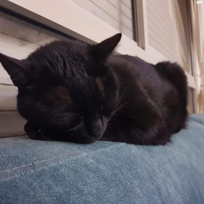 #גזע בומביי##הבעלים נפטר ולכן החתולה