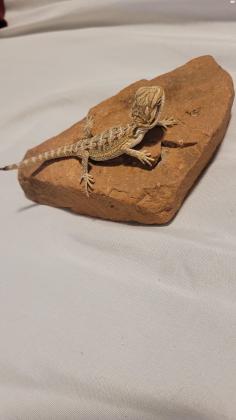 חרדונים מזוקנים בייביז בני חודש