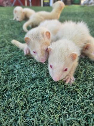 גורי חמוסים מהממים