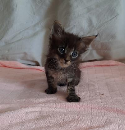 גורי חתולי מיקון גזעים