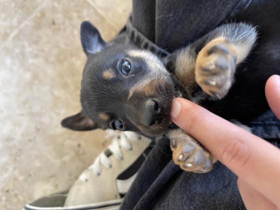 גורים למסירה מאמא ג׳ק רוסיל