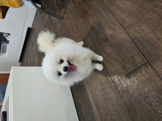 למכירה זכר פומרניין דובי ננסי