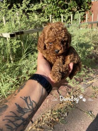 גור פודל טוי טיקאפ קטן