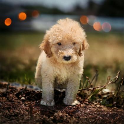 גורי גולדנדודל בני חודש הכי