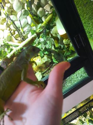 איגואנה אדומה בת 10 חודשים