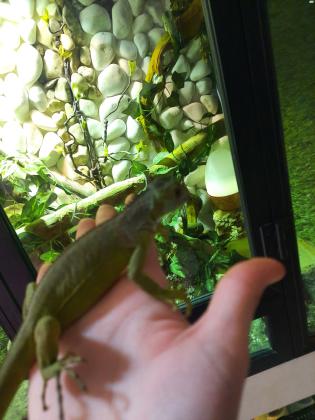 איגואנה אדומה בת 10 חודשים