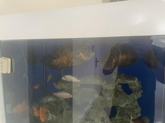 זוג אוסקרים ענקיים מסתדרים עם